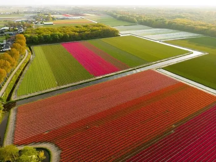 Framed Print : Aerial view of a tulip fields near Vogelenzang, The Netherlands Framed Print : Aerial view of a tulip fields near Vogelenzang, The Netherlands