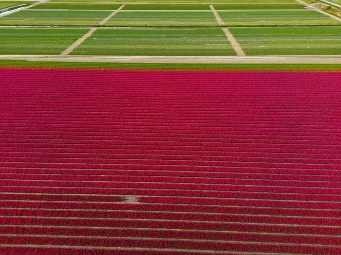 Framed Print : Aerial view of a tulip fields near Vogelenzang, The Netherlands Framed Print : Aerial view of a tulip fields near Vogelenzang, The Netherlands