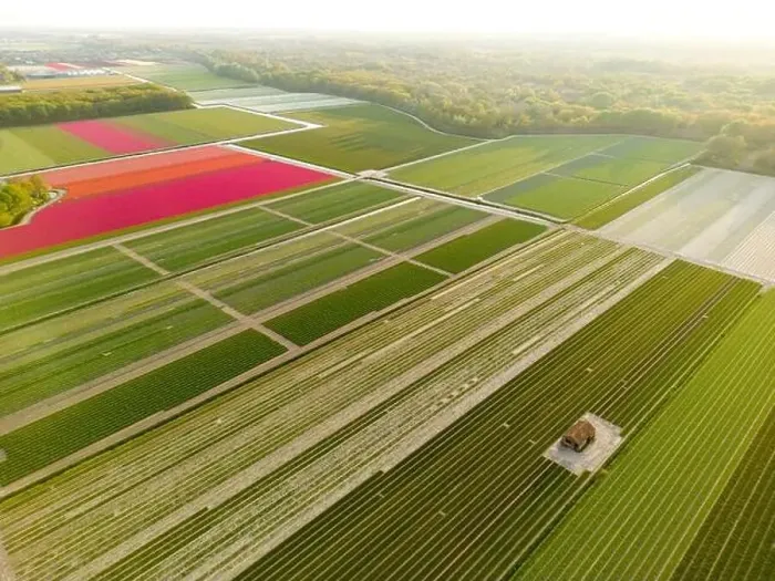 Framed Print : Aerial view of a tulip fields near Vogelenzang, The Netherlands Framed Print : Aerial view of a tulip fields near Vogelenzang, The Netherlands