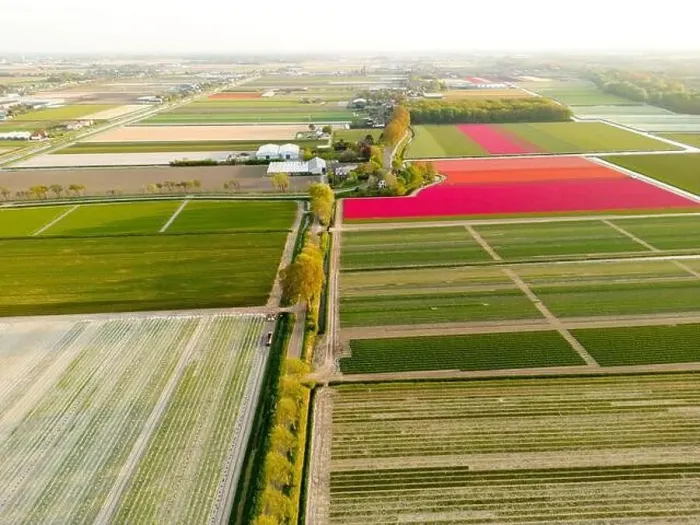 Framed Print : Aerial view of a tulip fields near Vogelenzang, The Netherlands Framed Print : Aerial view of a tulip fields near Vogelenzang, The Netherlands