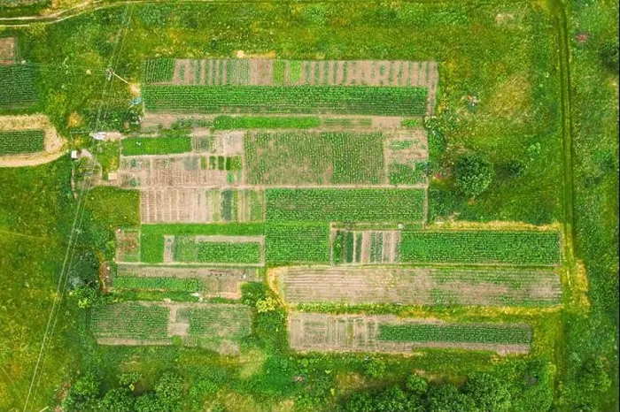 Framed Print : Aerial View Of Vegetable Garden. Potato Plantation At Summer Day. Village Garden Beds Framed Print : Aerial View Of Vegetable Garden. Potato Plantation At Summer Day. Village Garden Beds