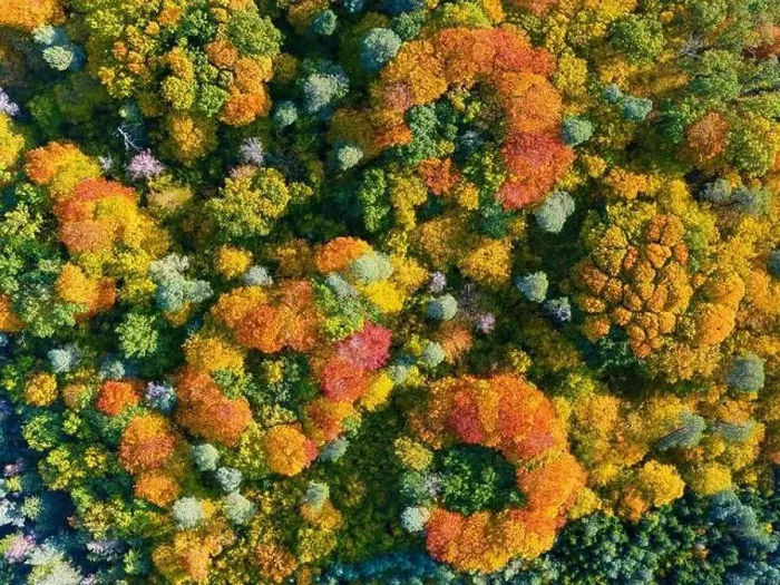Framed Print : Aerial top down view of vibrant colorful autumn forest Framed Print : Aerial top down view of vibrant colorful autumn forest