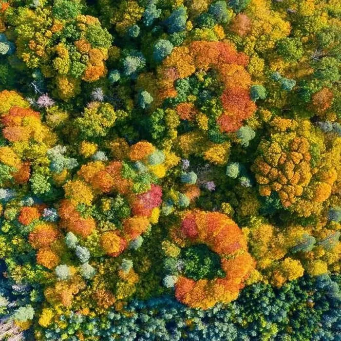 Framed Print : Aerial top down view of vibrant colorful autumn forest Framed Print : Aerial top down view of vibrant colorful autumn forest