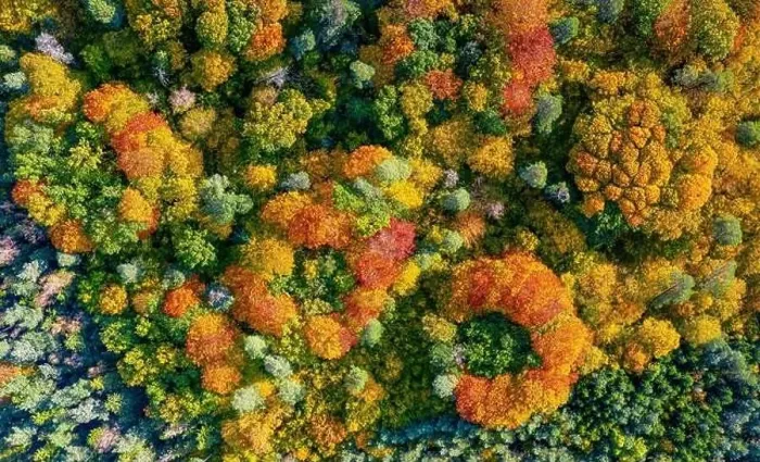Framed Print : Aerial top down view of vibrant colorful autumn forest Framed Print : Aerial top down view of vibrant colorful autumn forest