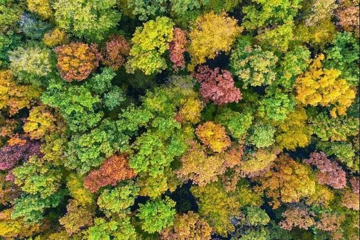 Framed Print : Aerial top down view of vibrant colorful autumn forest Framed Print : Aerial top down view of vibrant colorful autumn forest