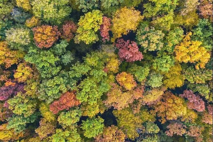 Framed Print : Aerial top down view of vibrant colorful autumn forest Framed Print : Aerial top down view of vibrant colorful autumn forest