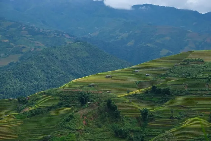 Framed Print : Aerial view above of Vietnam landscapes with terraces rice field. Rice fields on terraced of Mu Cang Chai, YenBai Framed Print : Aerial view above of Vietnam landscapes with terraces rice field. Rice fields on terraced of Mu Cang Chai, YenBai