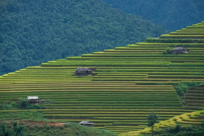 Framed Print : Aerial view above of Vietnam landscapes with terraces rice field. Rice fields on terraced of Mu Cang Chai, YenBai Framed Print : Aerial view above of Vietnam landscapes with terraces rice field. Rice fields on terraced of Mu Cang Chai, YenBai