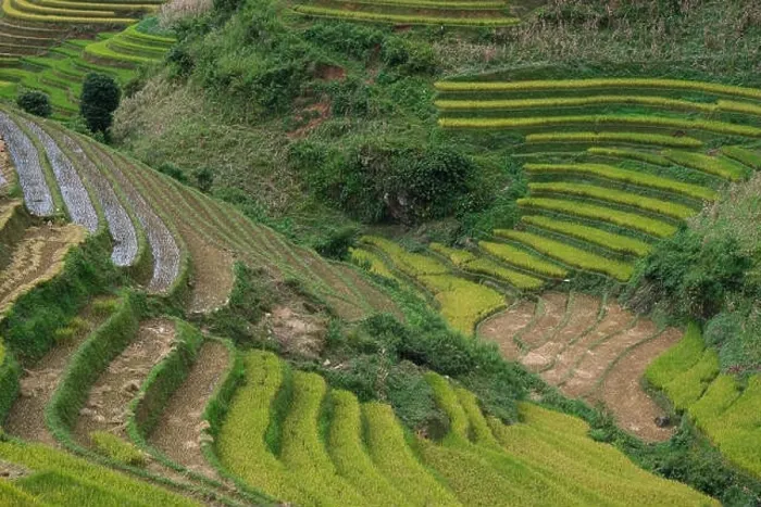 Framed Print : Aerial view above of Vietnam landscapes with terraces rice field. Rice fields on terraced of Mu Cang Chai, YenBai Framed Print : Aerial view above of Vietnam landscapes with terraces rice field. Rice fields on terraced of Mu Cang Chai, YenBai