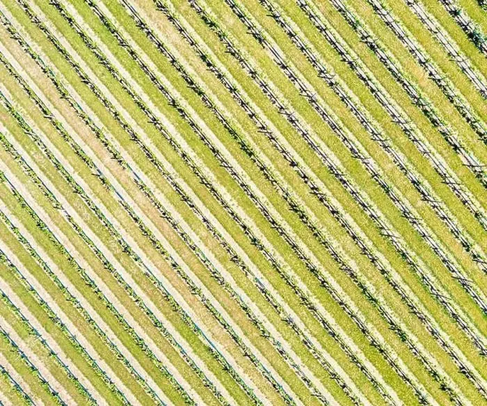 Framed Print : Aerial view the vineyard at Duck Walk Vineyards in Water Mill, NY Framed Print : Aerial view the vineyard at Duck Walk Vineyards in Water Mill, NY