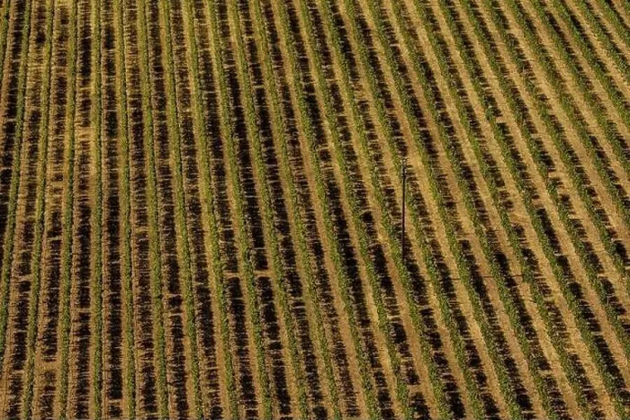 Framed Print : Aerial view of a vineyard hills in sunny day. Row of beautiful grape yard Framed Print : Aerial view of a vineyard hills in sunny day. Row of beautiful grape yard