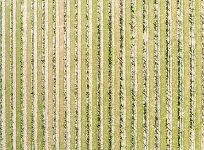 Framed Print : Aerial view of vineyards in Eastern Long Island, NY Framed Print : Aerial view of vineyards in Eastern Long Island, NY