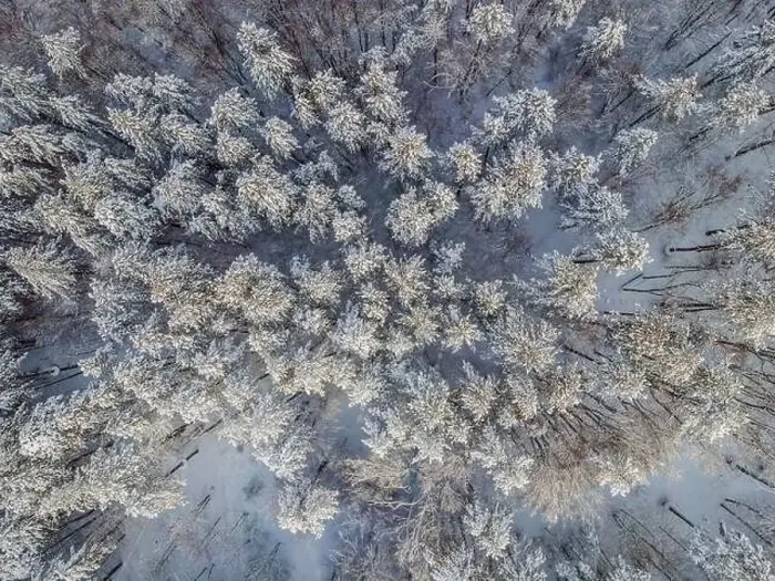 Framed Print : Aerial view of a winter snow-covered pine forest