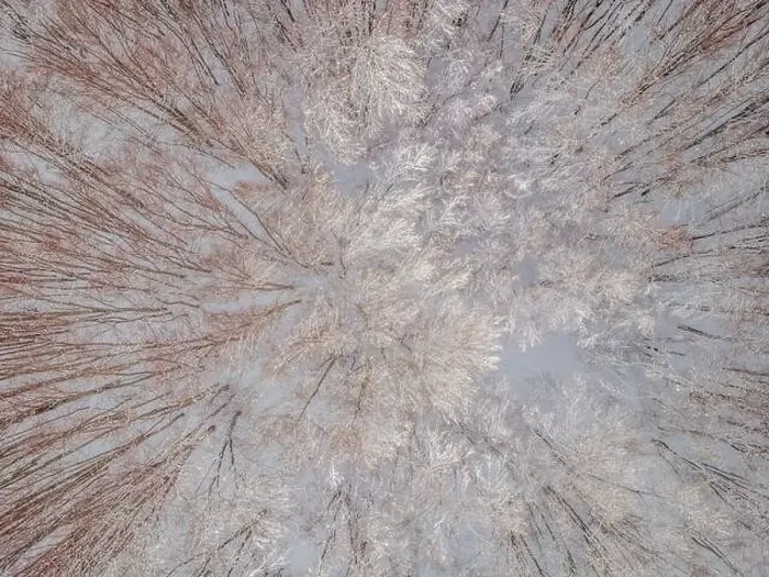 Framed Print : Aerial view of a winter snow-covered pine forest. Aerial drone view of a winter landscape. Snow covered forest Framed Print : Aerial view of a winter snow-covered pine forest. Aerial drone view of a winter landscape. Snow covered forest