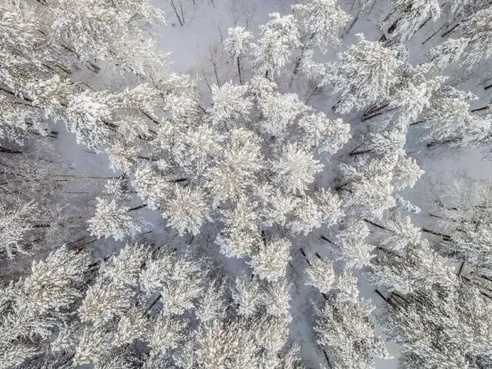 Framed Print : Aerial view of a winter snow-covered pine forest. Aerial drone view of a winter landscape. Snow covered forest Framed Print : Aerial view of a winter snow-covered pine forest. Aerial drone view of a winter landscape. Snow covered forest
