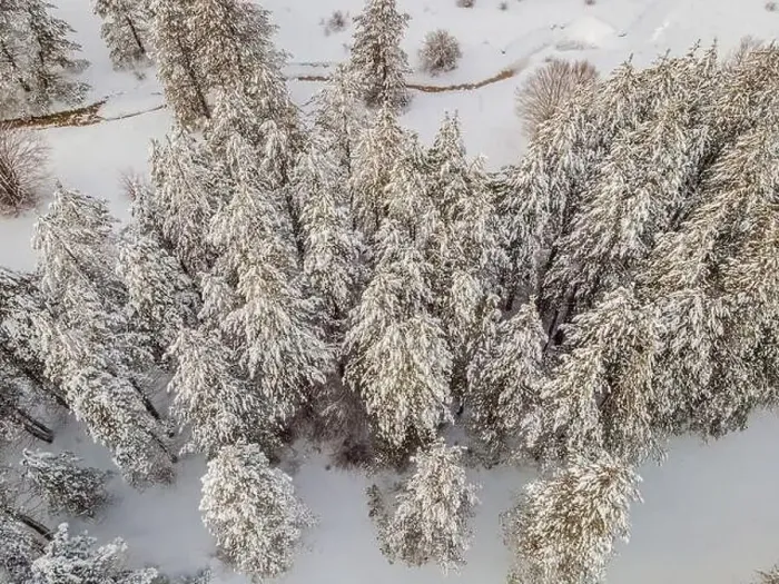Framed Print : Aerial view of a winter snow-covered pine forest. Aerial drone view of a winter landscape. Snow covered forest Framed Print : Aerial view of a winter snow-covered pine forest. Aerial drone view of a winter landscape. Snow covered forest