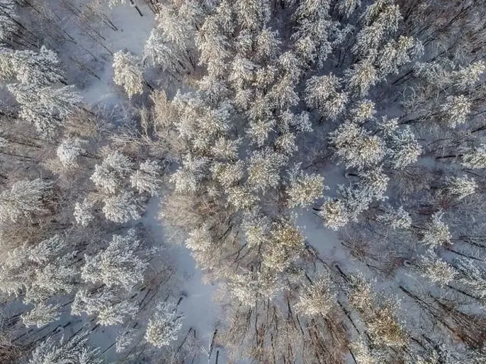 Framed Print : Aerial view of a winter snow-covered pine forest. Aerial drone view of a winter landscape. Snow covered forest Framed Print : Aerial view of a winter snow-covered pine forest. Aerial drone view of a winter landscape. Snow covered forest