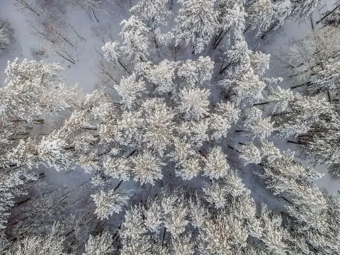 Framed Print : Aerial view of a winter snow-covered pine forest. Aerial drone view of a winter landscape. Snow covered forest Framed Print : Aerial view of a winter snow-covered pine forest. Aerial drone view of a winter landscape. Snow covered forest