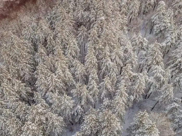 Framed Print : Aerial view of a winter snow-covered pine forest. Aerial drone view of a winter landscape. Snow covered forest Framed Print : Aerial view of a winter snow-covered pine forest. Aerial drone view of a winter landscape. Snow covered forest