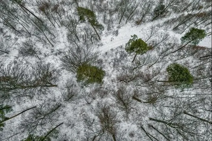 Framed Print : Aerial view on a winter snowy forest with some green trees Framed Print : Aerial view on a winter snowy forest with some green trees