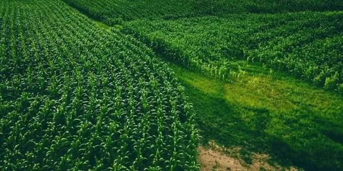 Framed Print : An aerial view of a wisconsin summertime farm with growing corn Framed Print : An aerial view of a wisconsin summertime farm with growing corn