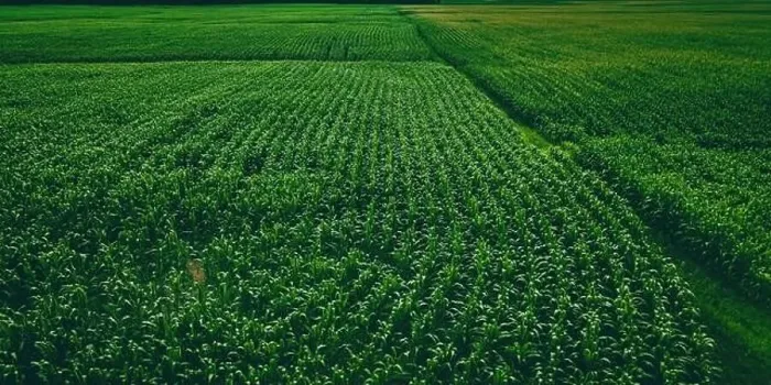 Framed Print : An aerial view of a wisconsin summertime farm with growing corn Framed Print : An aerial view of a wisconsin summertime farm with growing corn