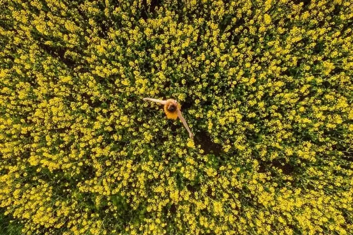 Framed Print : Aerial view of woman at blooming rapeseed field. Yellow flowers and happy woman. Top view Framed Print : Aerial view of woman at blooming rapeseed field. Yellow flowers and happy woman. Top view
