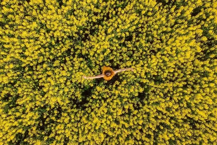 Framed Print : Aerial top view of woman at blooming rapeseed field. Yellow flowers and happy woman Framed Print : Aerial top view of woman at blooming rapeseed field. Yellow flowers and happy woman