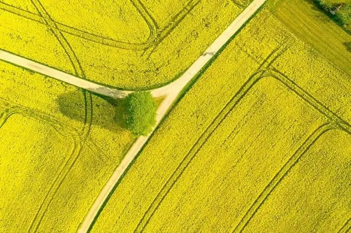 Framed Print : Aerial of a wide rapeseed oil plants agricultural field of many yellow blooming blooson Framed Print : Aerial of a wide rapeseed oil plants agricultural field of many yellow blooming blooson