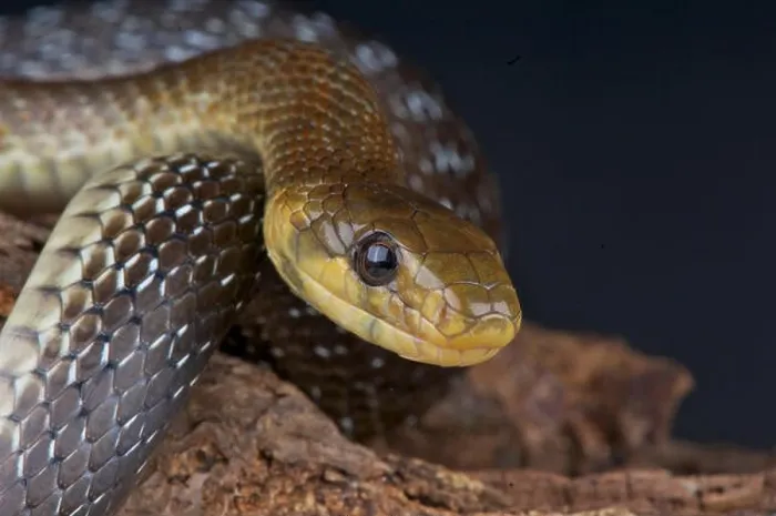 Framed Print : Aesculapian snake / Zamenis longissimus Framed Print : Aesculapian snake / Zamenis longissimus