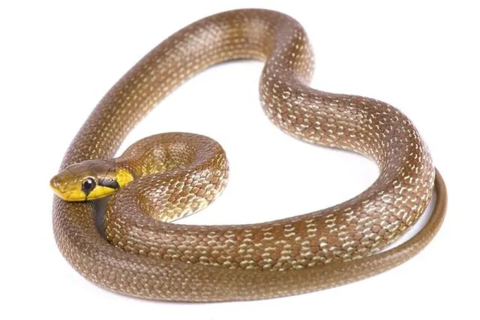 Framed Print : Aesculapian snake (Zamenis longissimus) Framed Print : Aesculapian snake (Zamenis longissimus)