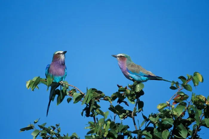 Framed Print : Africa, Botswana, Chobe National Park, Two Lilac-Breasted Rollers (Coracias caudata) sitting on branch in Savuti Marsh Framed Print : Africa, Botswana, Chobe National Park, Two Lilac-Breasted Rollers (Coracias caudata) sitting on branch in Savuti Marsh