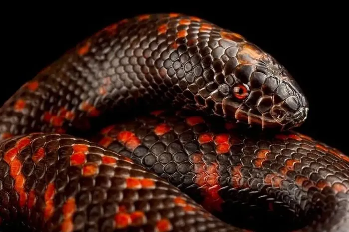 Framed Print : African burrowing python (Calabaria rainhardtii) Framed Print : African burrowing python (Calabaria rainhardtii)