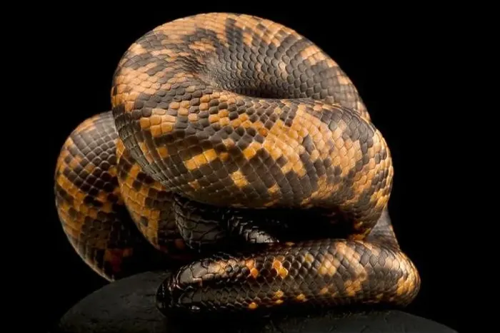 Framed Print : African Burrowing Python (Calabria reinhardtii) Framed Print : African Burrowing Python (Calabria reinhardtii)