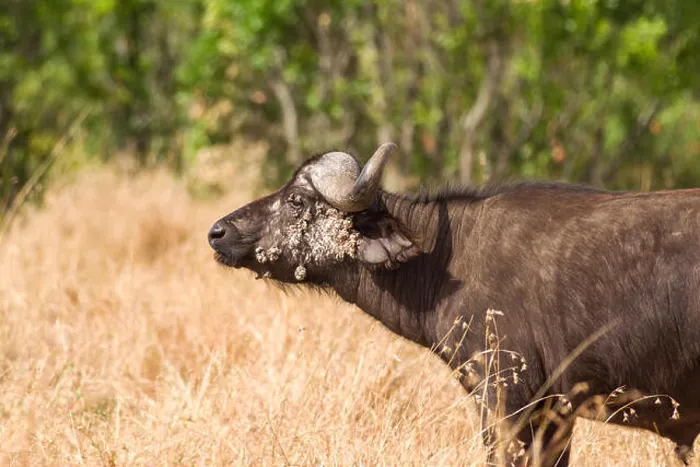 Framed Print : African or Cape buffalo (Syncerus caffer) with facial papillomas warts Framed Print : African or Cape buffalo (Syncerus caffer) with facial papillomas warts