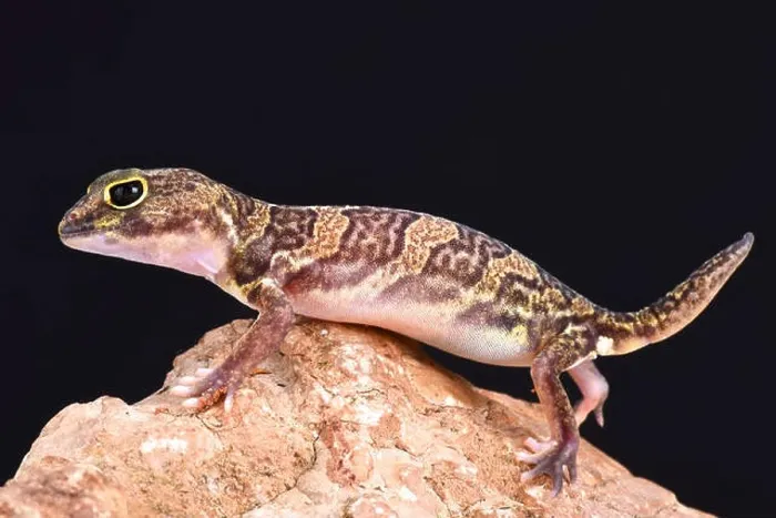 Framed Print : African clawed gecko (Holodactylus africanus)