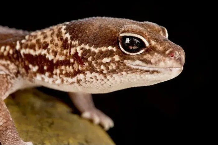 Framed Print : African fat-tailed gecko (Hemitheconyx caudicinctus) Framed Print : African fat-tailed gecko (Hemitheconyx caudicinctus)
