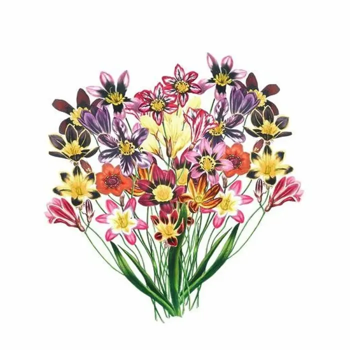 Framed Print : African Flowers. Digital watercolor with a vintage style on a white background Framed Print : African Flowers. Digital watercolor with a vintage style on a white background