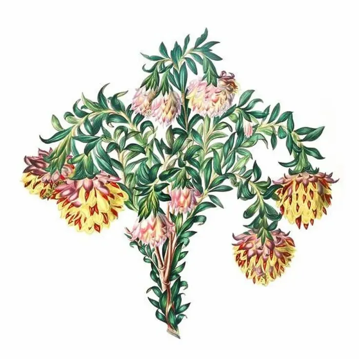 Framed Print : African Flowers. Digital watercolor with a vintage style on a white background Framed Print : African Flowers. Digital watercolor with a vintage style on a white background