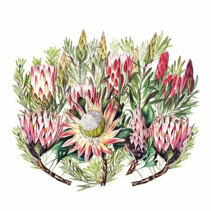 Framed Print : African Flowers. Digital watercolor with a vintage style on a white background Framed Print : African Flowers. Digital watercolor with a vintage style on a white background