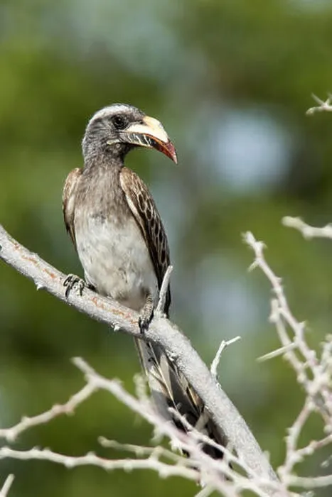 Framed Print : African grey hornbill (Tockus nasutus) - Etosha National Park, Namibia, Africa Framed Print : African grey hornbill (Tockus nasutus) - Etosha National Park, Namibia, Africa