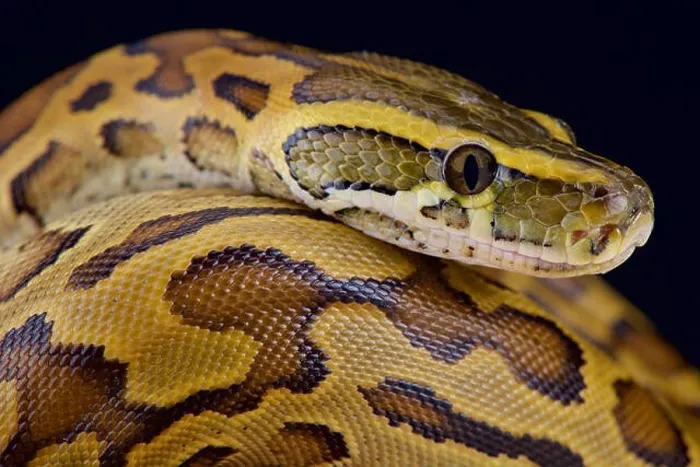 Framed Print : African rock python (Python sebae) Framed Print : African rock python (Python sebae)