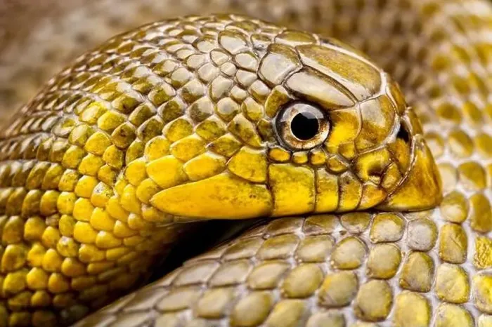 Framed Print : African Shovel-nosed Snake (Scaphiophis albopunctatus) Framed Print : African Shovel-nosed Snake (Scaphiophis albopunctatus)