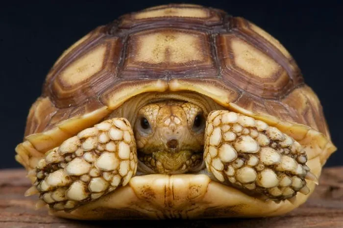 Framed Print : African spurred tortoise (Centrochelys sulcata) Framed Print : African spurred tortoise (Centrochelys sulcata)