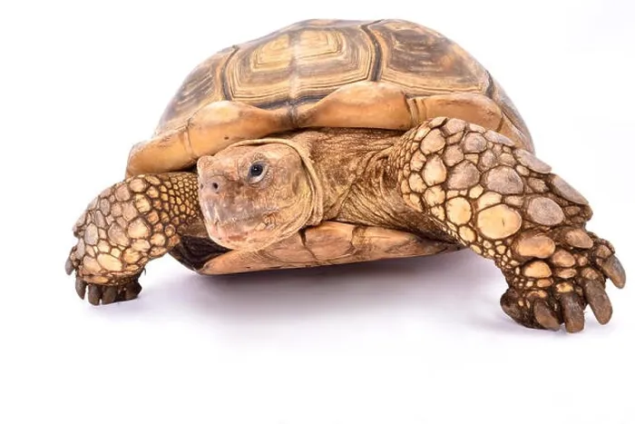 Framed Print : African spurred tortoise, Centrochelys sulcata Framed Print : African spurred tortoise, Centrochelys sulcata