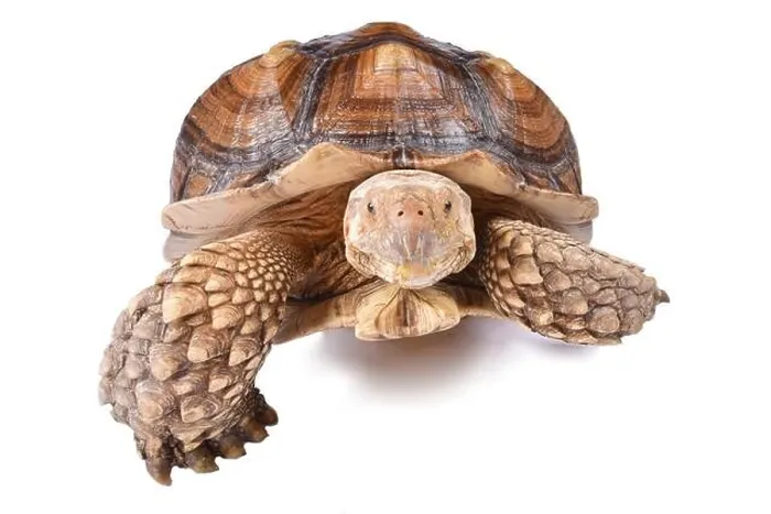 Framed Print : The African spurred tortoise (Centrochelys sulcata) Framed Print : The African spurred tortoise (Centrochelys sulcata)