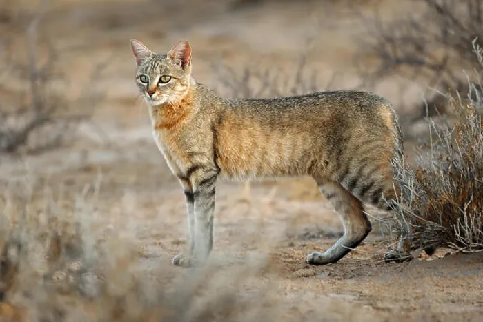 Framed Print : An African wild cat (Felis silvestris lybica), Kalahari desert, South Africa Framed Print : An African wild cat (Felis silvestris lybica), Kalahari desert, South Africa