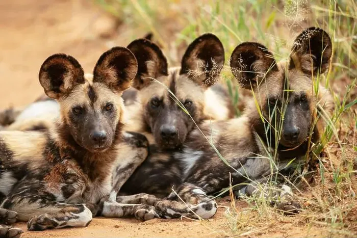 Framed Print : African Wild Dogs (Painted Wolves), Timbavati Private Nature Reserve, Kruger National Park, South Africa, Africa Framed Print : African Wild Dogs (Painted Wolves), Timbavati Private Nature Reserve, Kruger National Park, South Africa, Africa