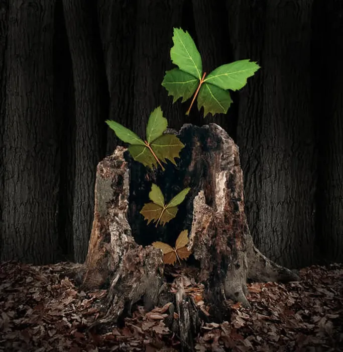 Framed Print : Afterlife and rebirth concept as a group of leaves shaped as flying butterflies rising out of a dead decaying tree Framed Print : Afterlife and rebirth concept as a group of leaves shaped as flying butterflies rising out of a dead decaying tree