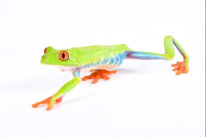 Framed Print : Agalychnis callidryas, Red-eyed treefrog Framed Print : Agalychnis callidryas, Red-eyed treefrog